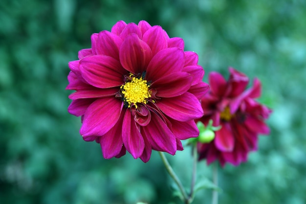 Purple dahlia flowers