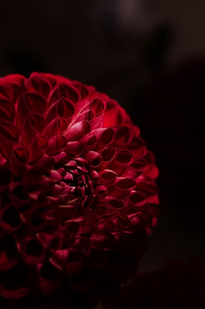 Purple dahlias flower over black background. Deep red autumn flower.