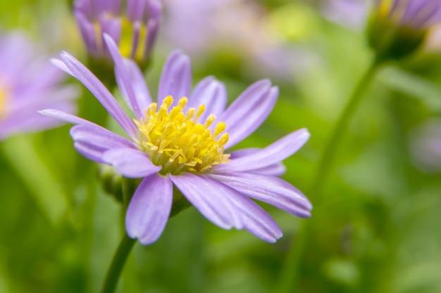 写真 紫のデイジーの花