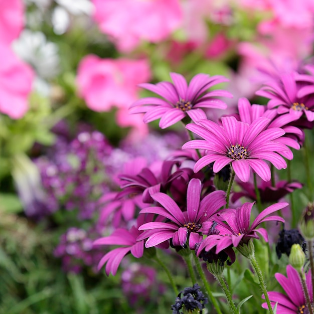 Purple daisies in a garden