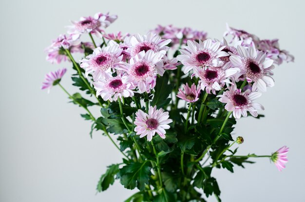 Purple daisies in a transparent vase on a grey with space for your text