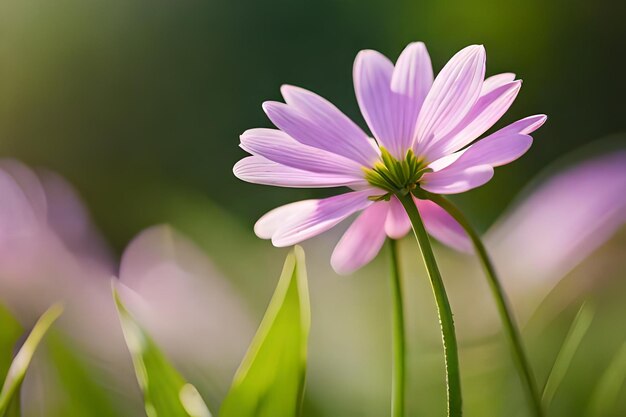 purple daisy in a green field