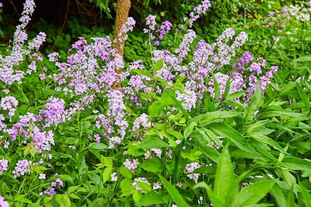 Purple Dames Rocket flowers in bloom in large cluster surrounded by nature on hill in park_