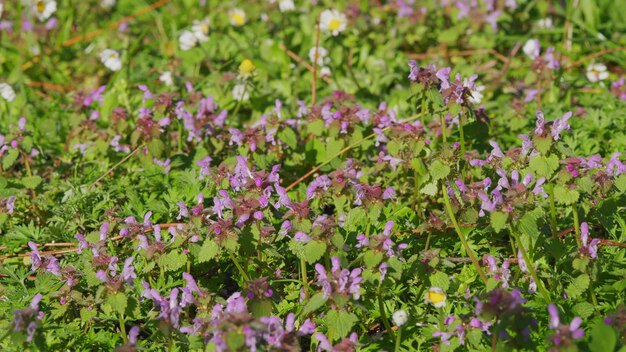 Purple deadnettle flower with lilac pink petals purple archangel blooms in wild deaf nettle purple