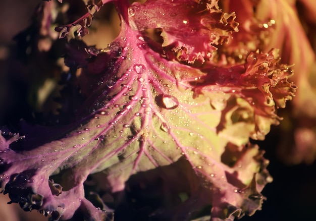 Photo purple decorative cabbage in the garden with water drops.