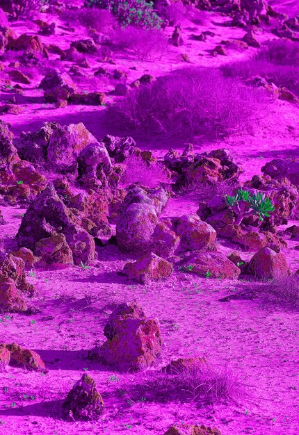 Purple desert and stones wallpaper, minimalist dreamer design
concept. colorful fantastic nature modern art