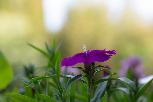 庭に咲く緑の葉を持つ紫色のナデシコの花