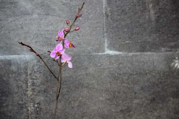 写真 紫のドーリスオルキディアの花と自然の石の背景