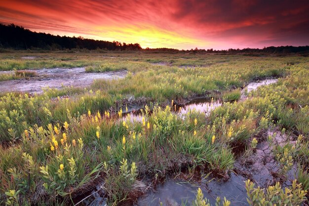 purple dramatic sunrise over moorland with bog asphodel