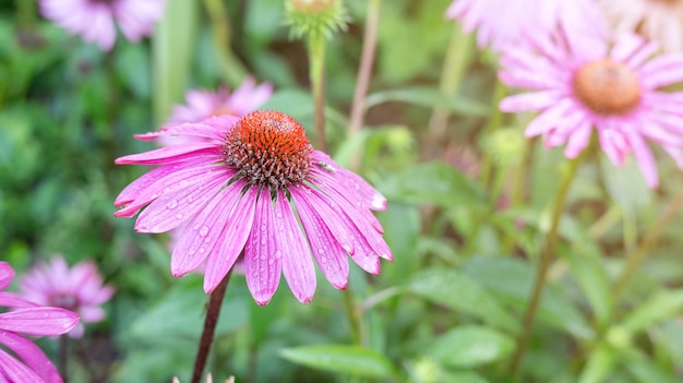 Purple Echinacea flower in a garden.