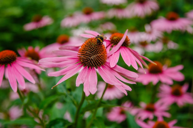 Purple echinacea purpurea flower with bumblebee in garden