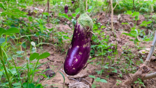 purple eggplant display in the garden