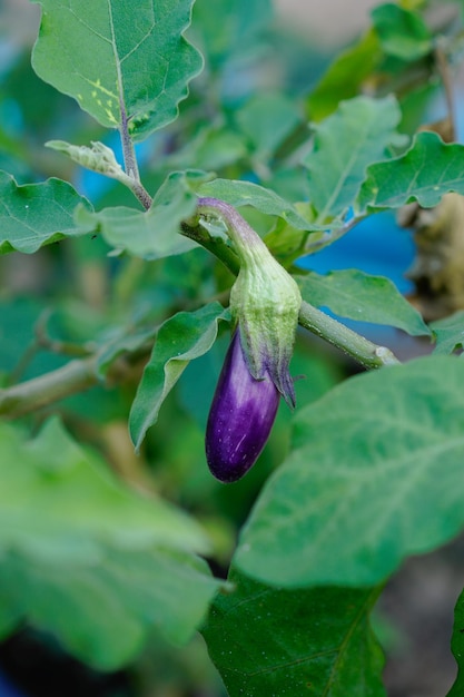 purple eggplant fruit on the phon in the garden