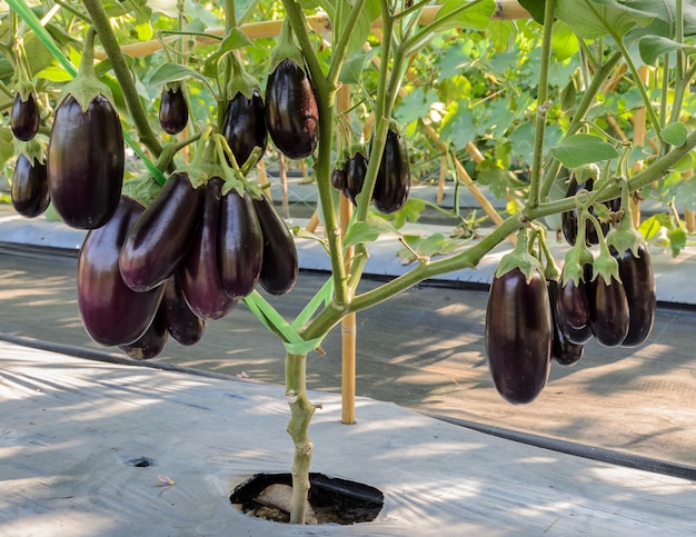 Purple eggplant on its tree in greenhouse