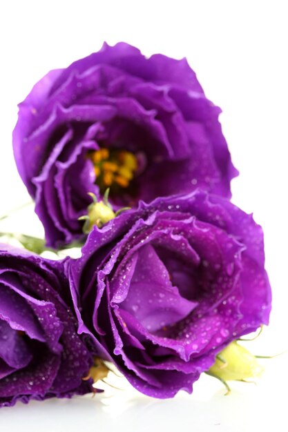 Purple eustoma on white background