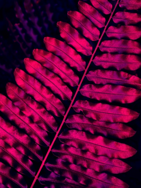 Purple fern leaf and dark nature background