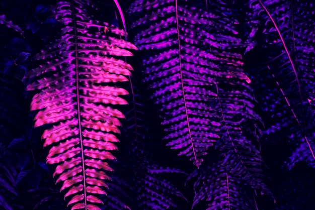 Purple fern leaves and dark nature background