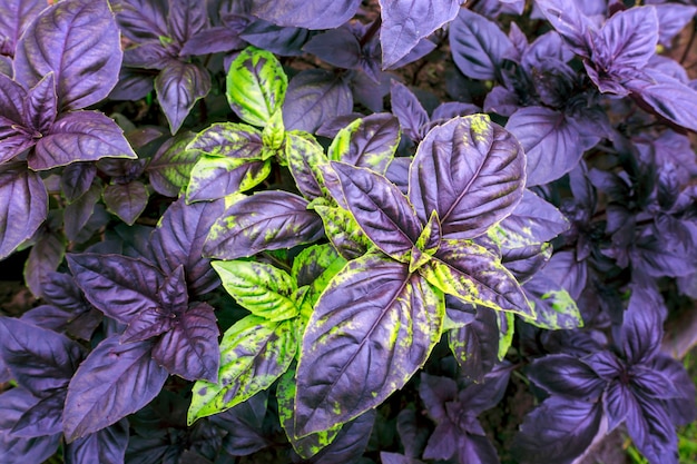 Foto basilico di campo viola con steli foglie fiori semi erbe fresche per spezie e cucina basilico dolce nel letto del giardino