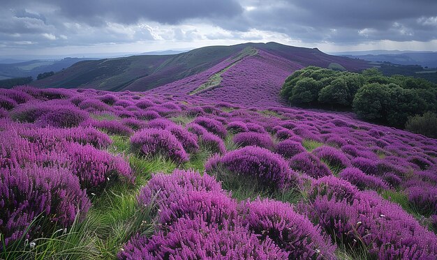 背景に山がある紫色の花の畑