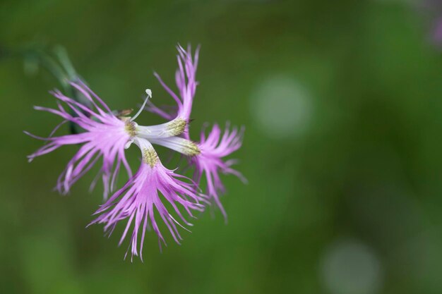 Photo purple field wild flower closeup with copy space