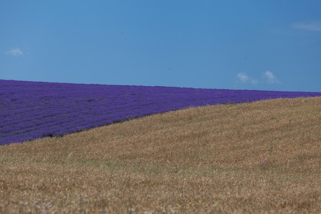 Campo viola con lavanda in fiore su una collina confina con un campo di grano. cielo azzurro con nuvole all'orizzonte. messa a fuoco selettiva, elemento di design.