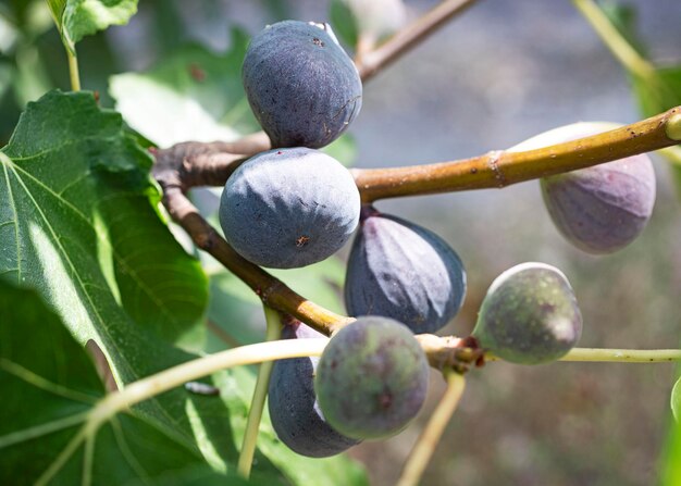 purple figs on a branch in a garden in summer