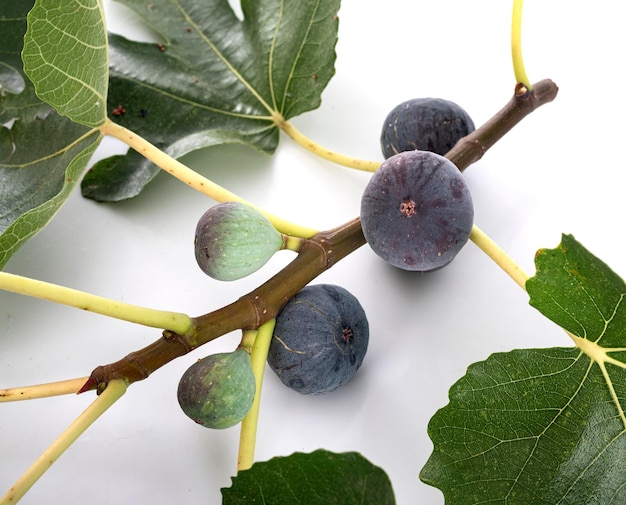 purple figs in front of white background