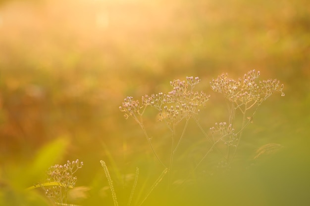 紫色のムカシヨモギぼやけた緑の草と日光の背景を持つ小さな鉄雑草