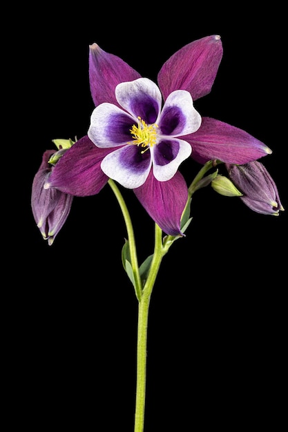 Purple flower of aquilegia blossom of catchment closeup isolated on black background