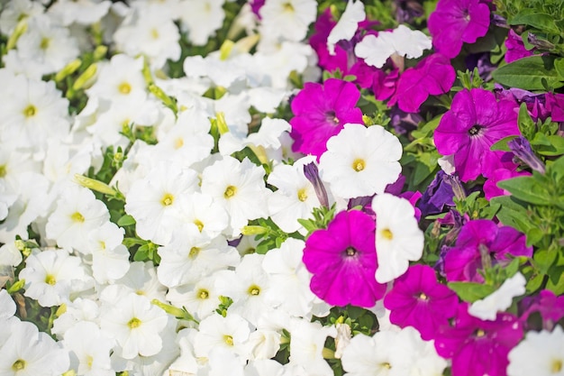 Purple flower background on field