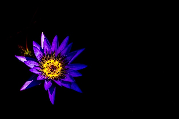 Photo purple flower blooming at night