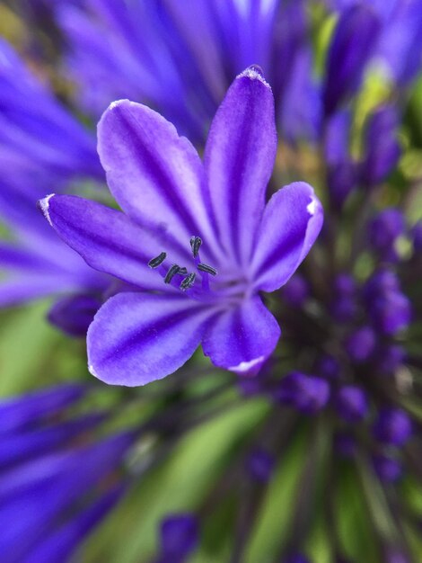 Purple flower blooming outdoors