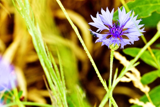 Purple flower blooming in park