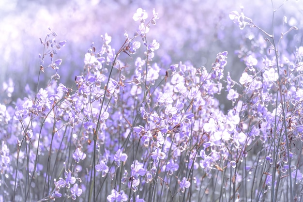フィールドに紫色の花が咲きます美しい成長と朝に咲く草原の花自然のボケ味の背景にソフト パステルビンテージ スタイル