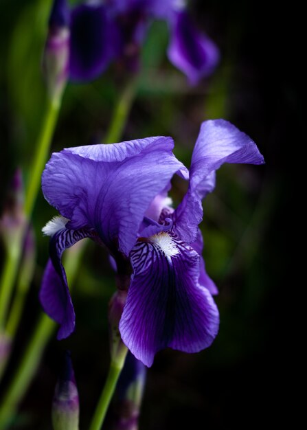 Purple Flower. Bright and vibrant colors. Close up.