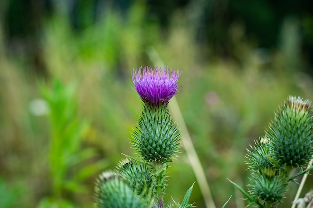 フィールドのゴボウの紫色の花。薬用植物。