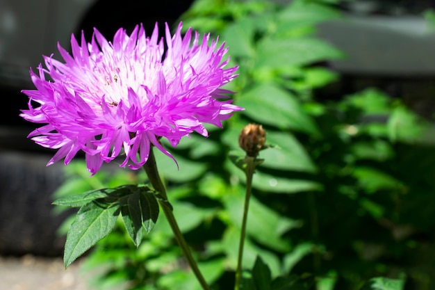 Purple flower close-up with green leaves