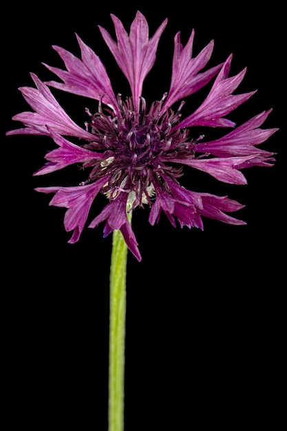 Фиолетовый цветок василька lat Centaurea изолирован на черном фоне