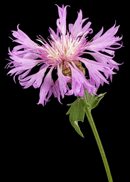 黒の背景に分離されたヤグルマギク lat Centaurea の紫色の花