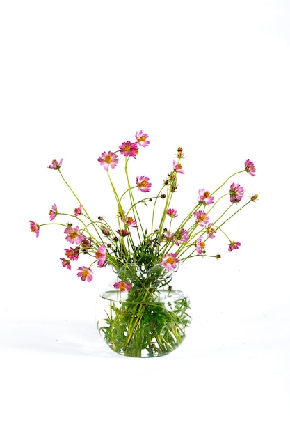 purple flower of cosmos captured in its habitat white background