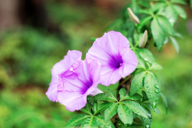 森の中の紫色の花。