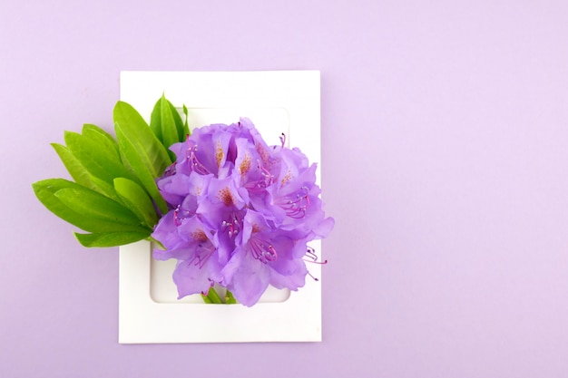 Foto fiore viola in una cornice