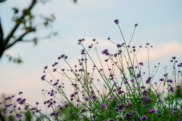 Purple Flower Garden Beautiful Flower Garden With key copy space