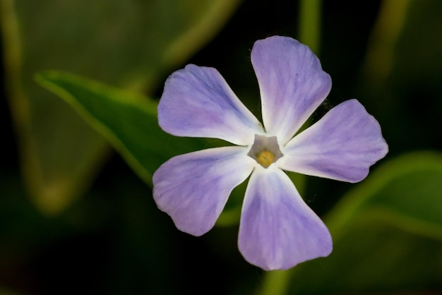 Photo purple flower in garden