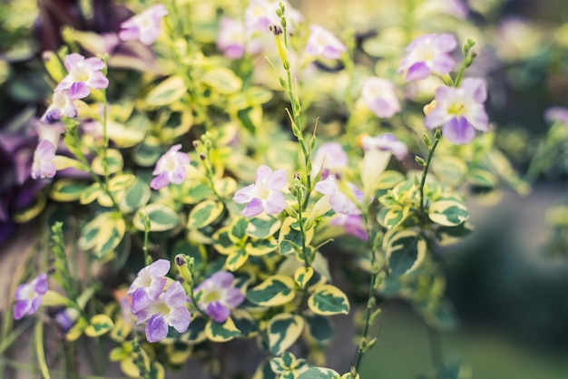 Purple flower in garden