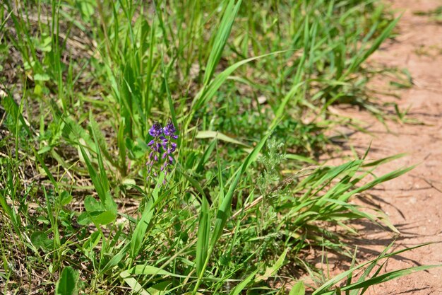 背景に赤い粘土の地面と草の中の紫色の花