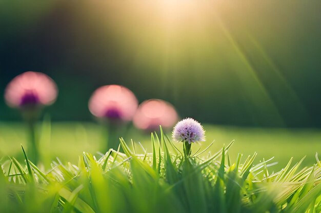 A purple flower in the grass with the sun behind it