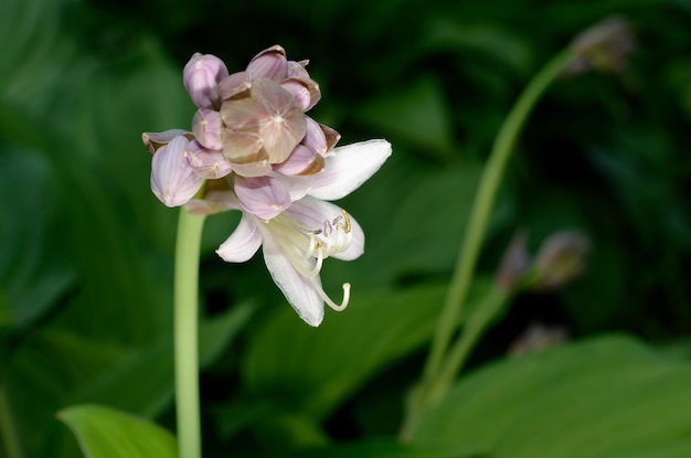 purple flower on a green background