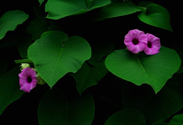 Purple flower and green leaf