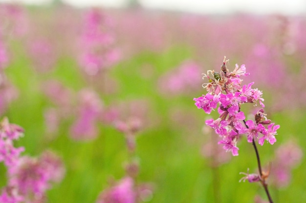 Photo a purple flower grows on the field. flower field